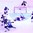 HELSINKI, FINLAND - DECEMBER 30: Finland's Aleksi Saarela #19 celebrates after scoring a second period goal against Slovakia's Adam Huska #30 while Patrik Koch #6, Filip Lestan #27, Erik Cernak #14 and Juraj Siska #9 look on during preliminary round action at the 2016 IIHF World Junior Championship. (Photo by Andre Ringuette/HHOF-IIHF Images)

